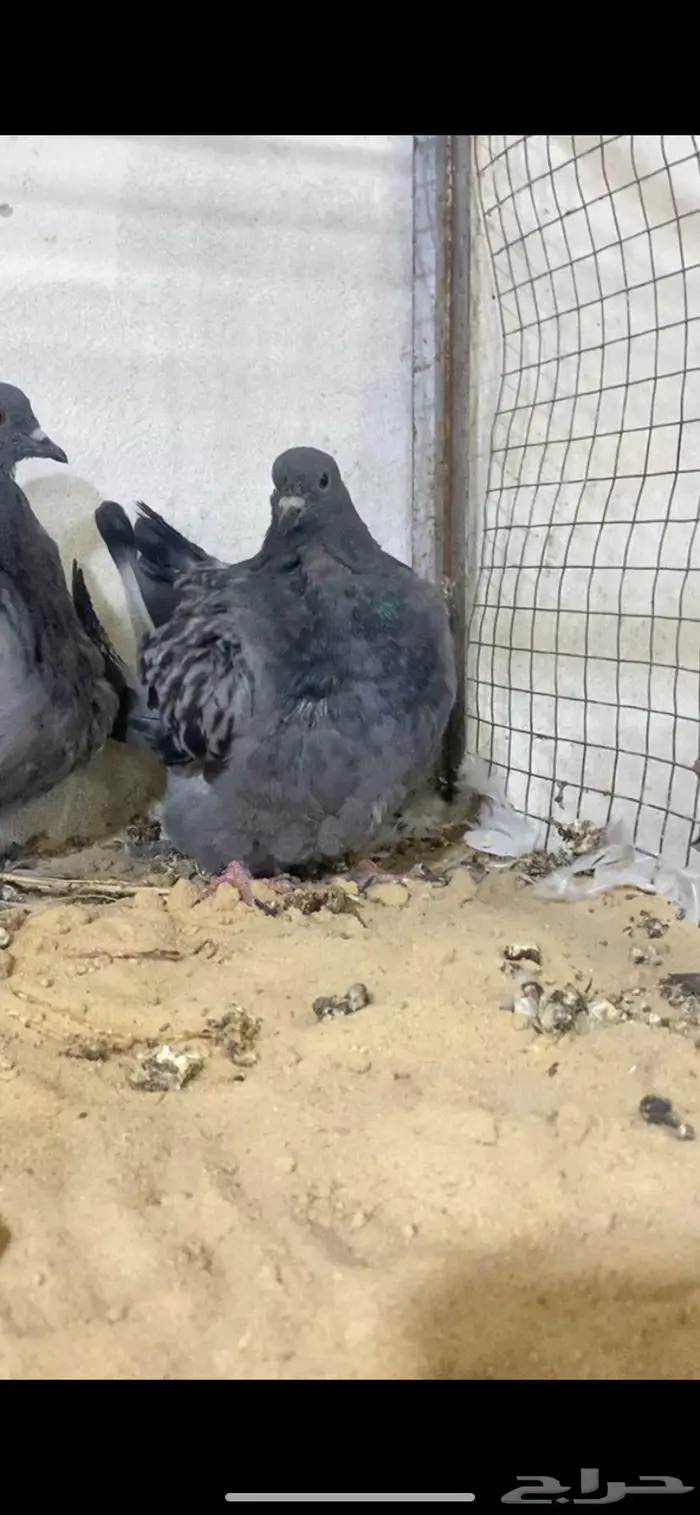 لعشاق الفرش 2