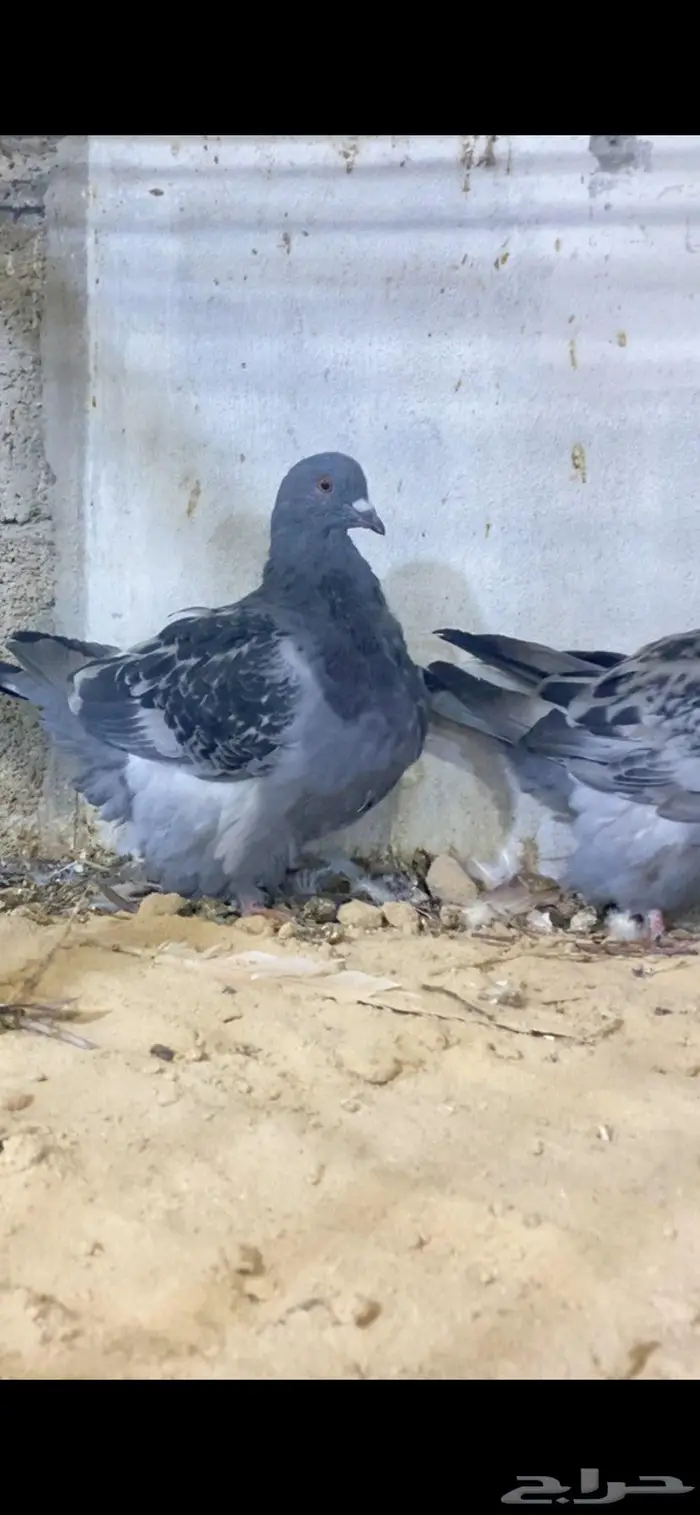 لعشاق الفرش 4