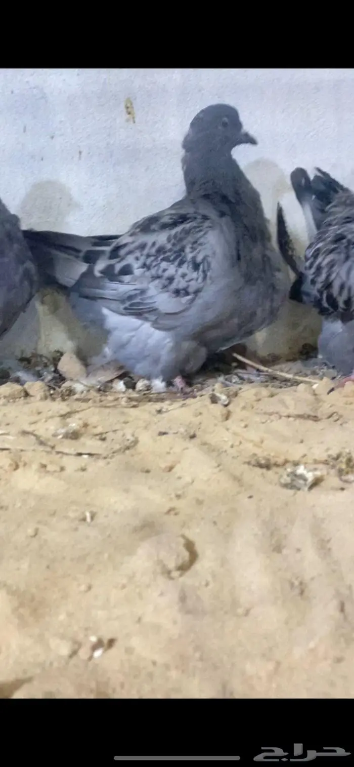 لعشاق الفرش 0