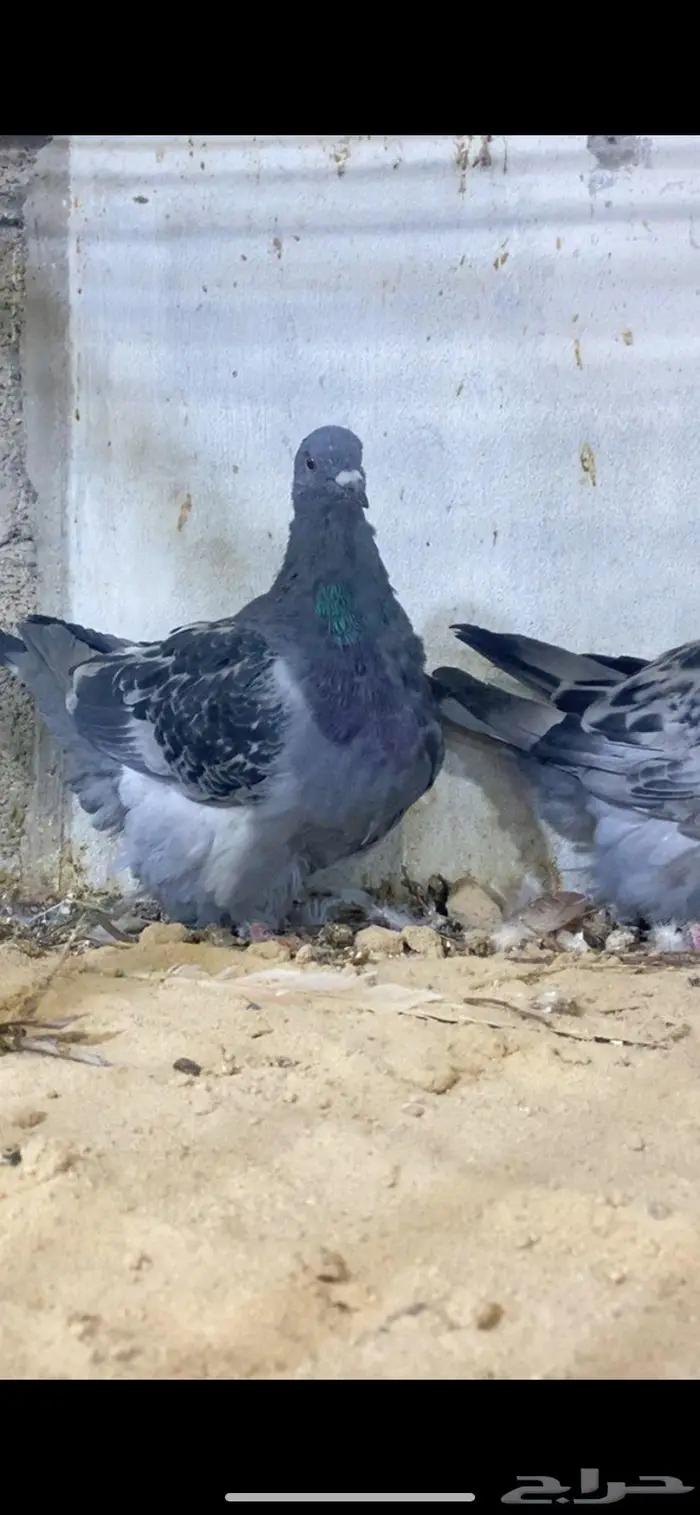 لعشاق الفرش 1