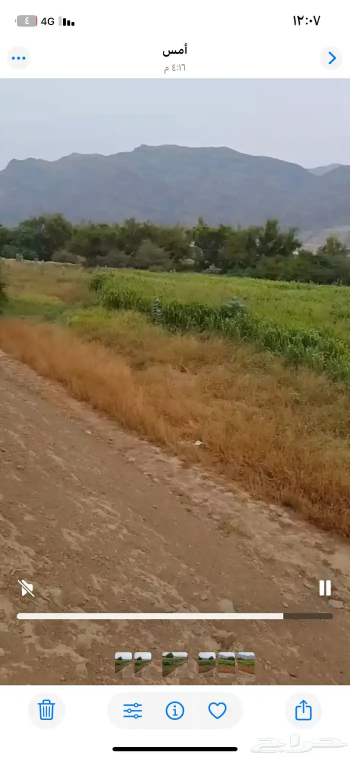 بنيكام االغنام والمواشي مزرعه كامله للبيع التوصيل على مشتري 5