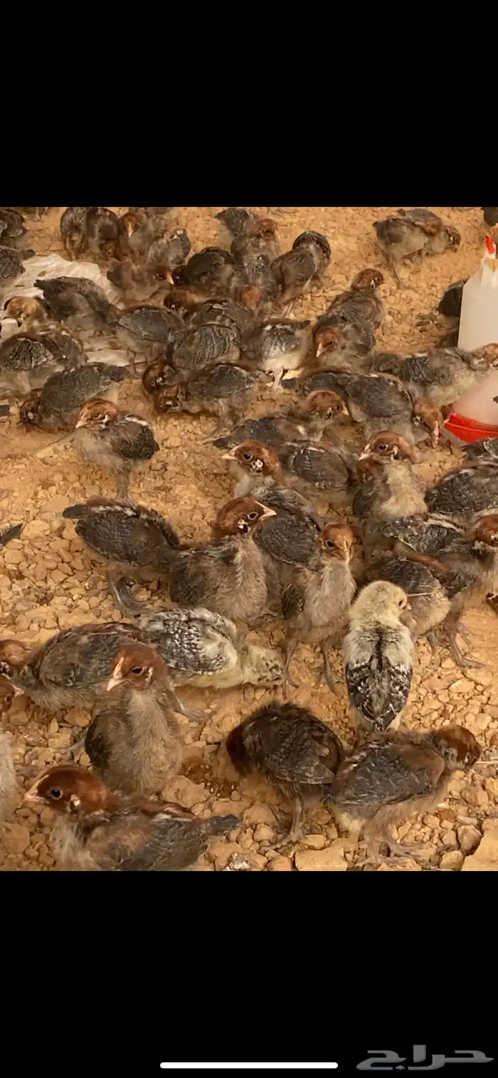 صوص دجاج فيومي 5