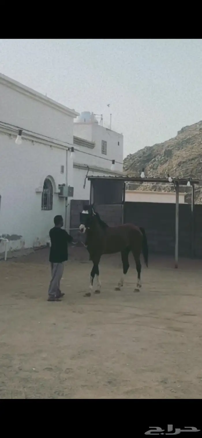 حصان للبيع 2