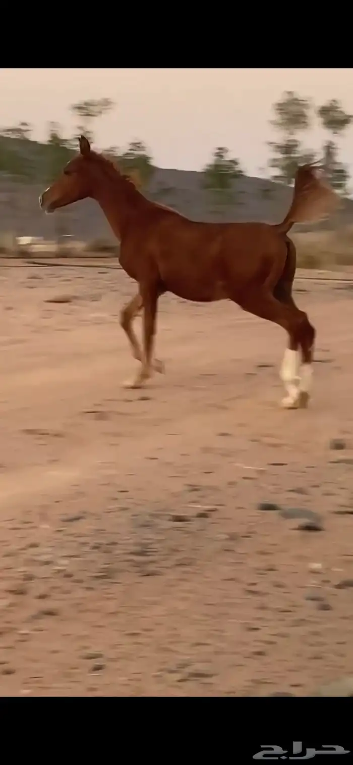 مهر عمره 9 شهور 0