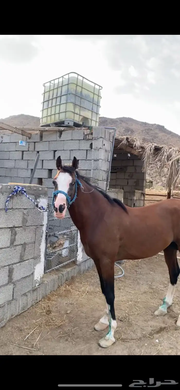 حصان للبيع 0