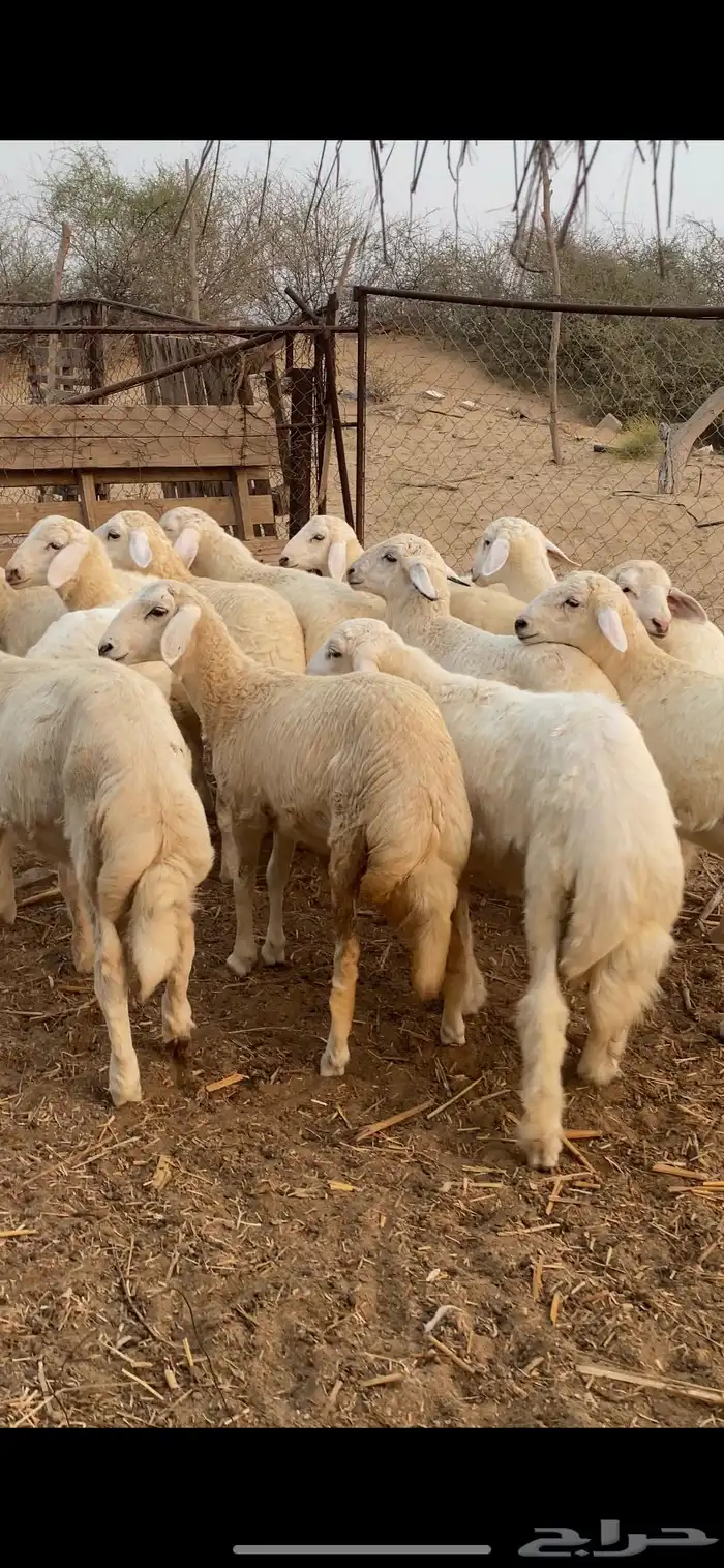 بهم تربية فاخر 4