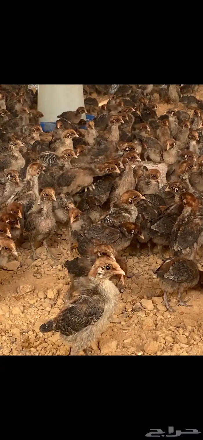 صوص دجاج فيومي 7