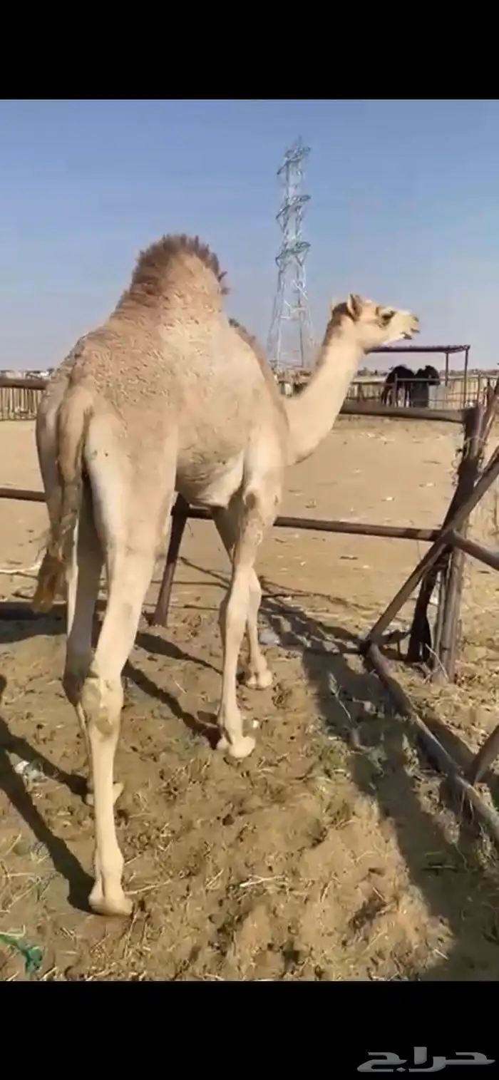 قعود بلدي للبيع 1