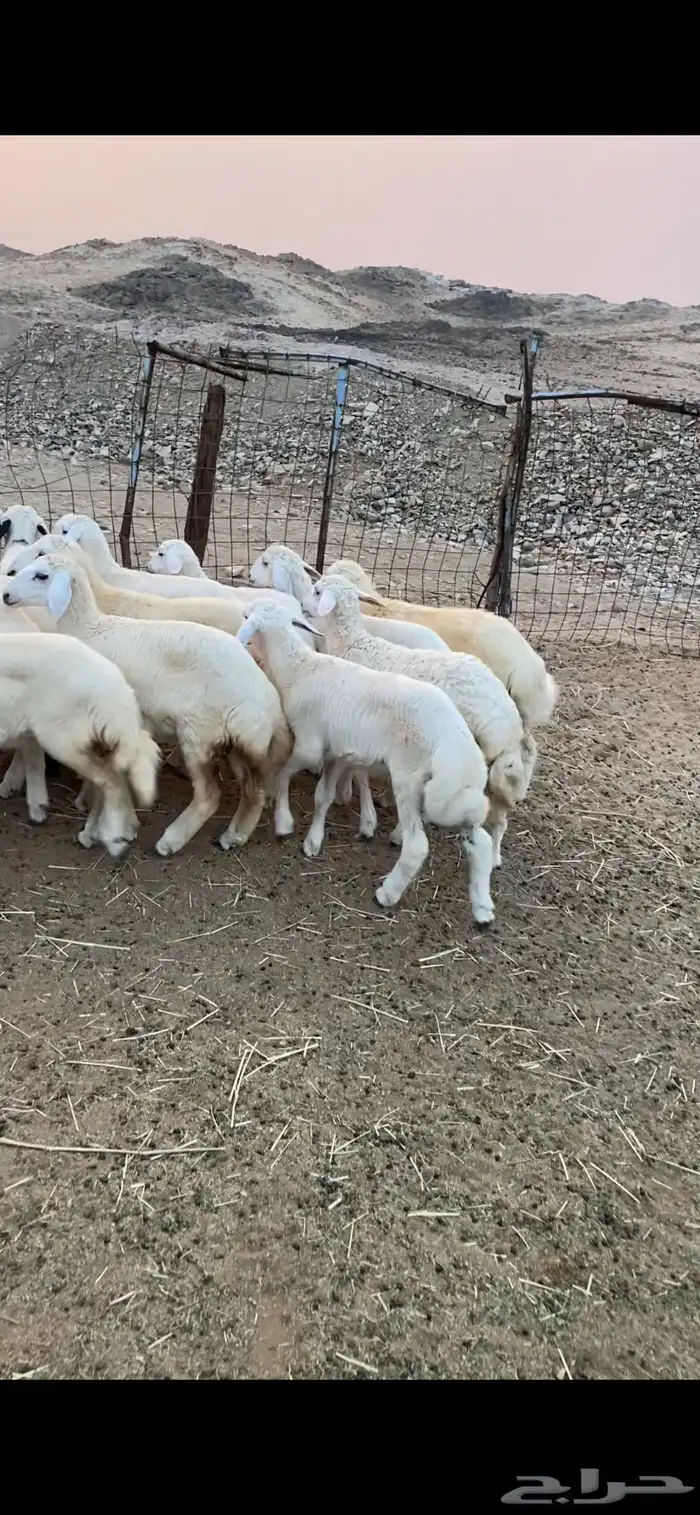 طليان ورخال للبيع 1