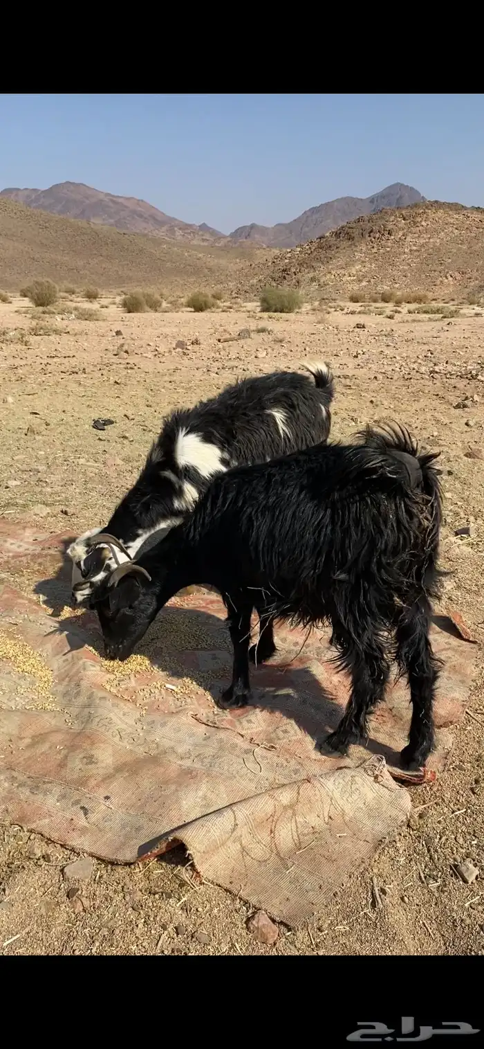 للبيع معزي مضاريع اسن ثنيا الموقع السرو ضواحي تبوك 0