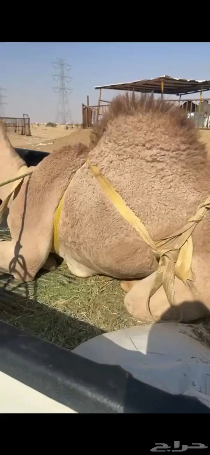 قعود بلدي للبيع 0