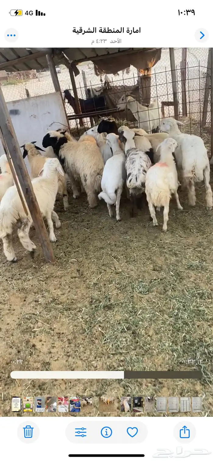 ذبايح حري نعيم 1