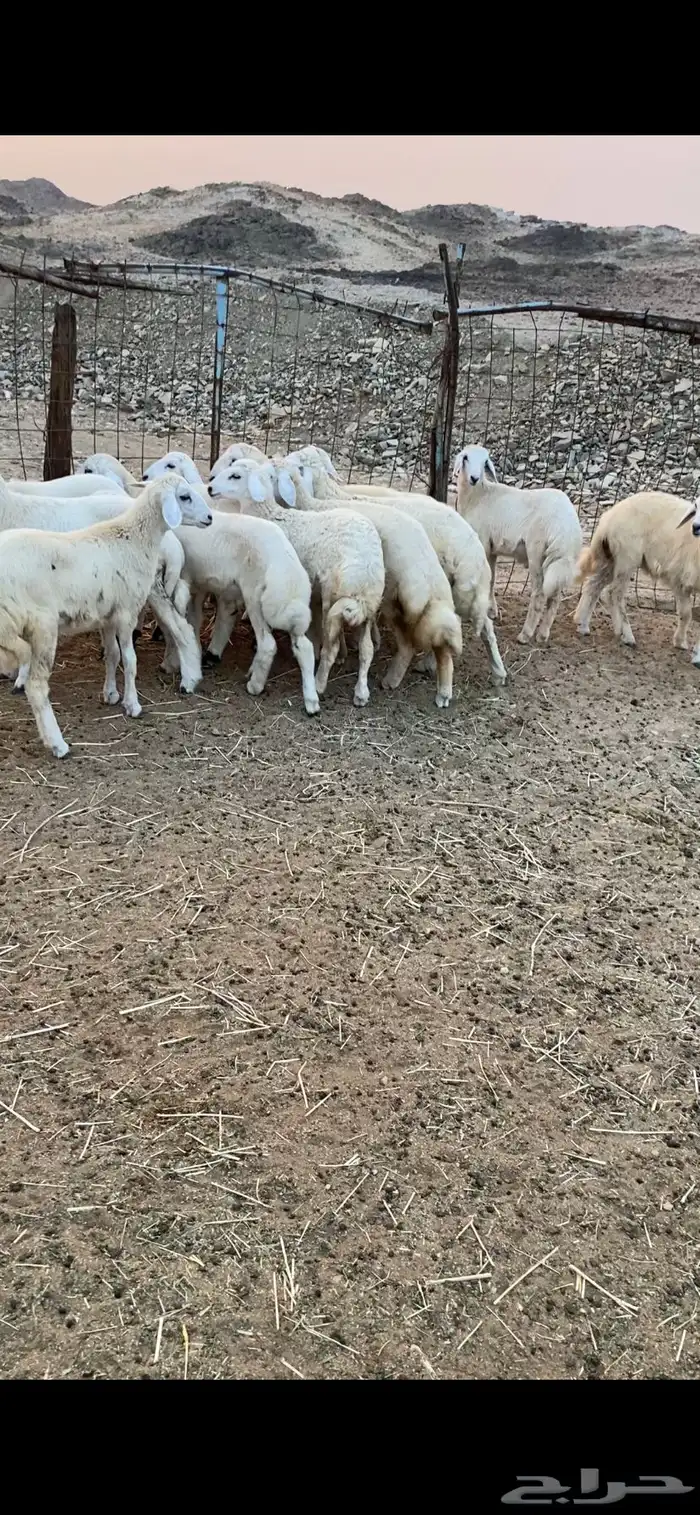 طليان ورخال للبيع 0