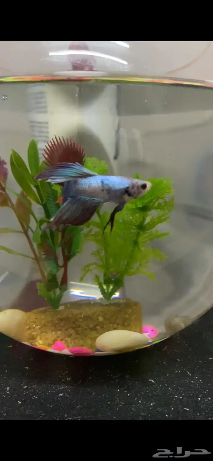 3 اسماك فايتر 0