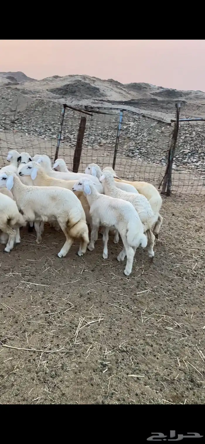 طليان ورخال للبيع 2