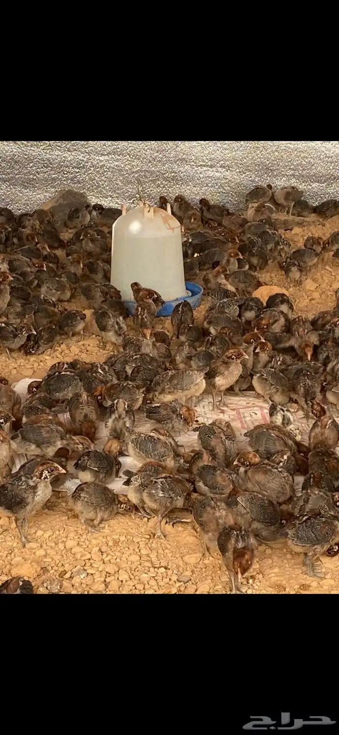 صوص دجاج فيومي 4