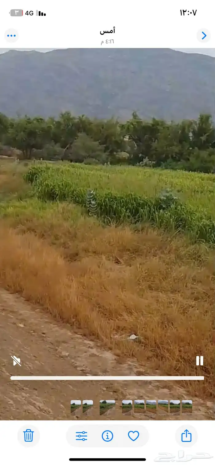 بنيكام االغنام والمواشي مزرعه كامله للبيع التوصيل على مشتري 0