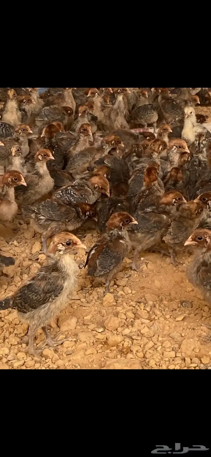 صوص دجاج فيومي 2