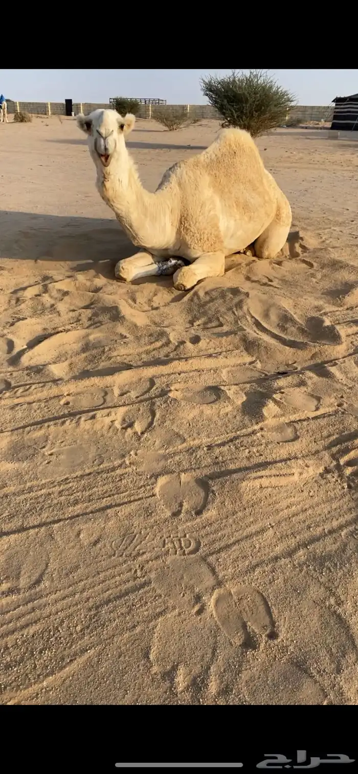 قعود اوضح على سلالة طيحان بن وديد قعود كفو 0