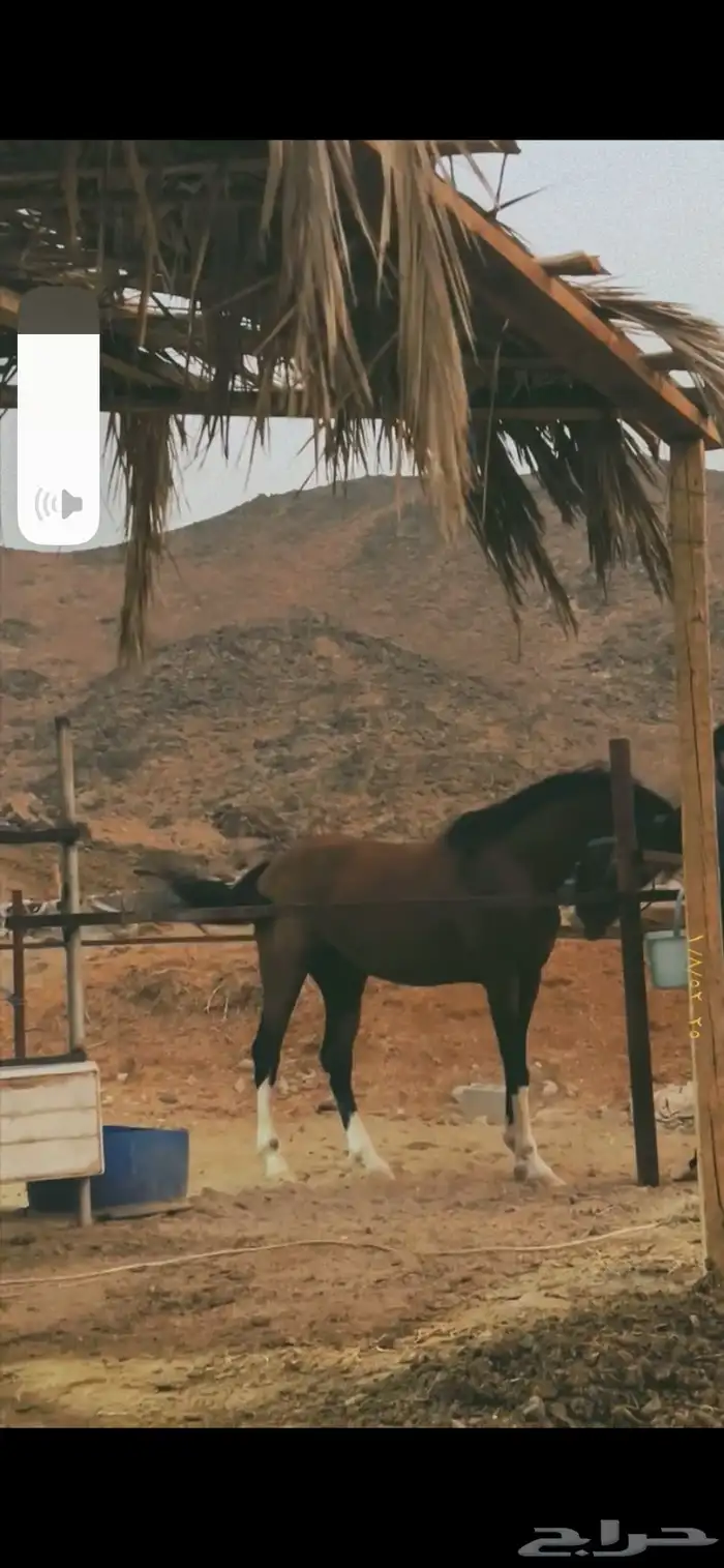 حصان للبيع 1