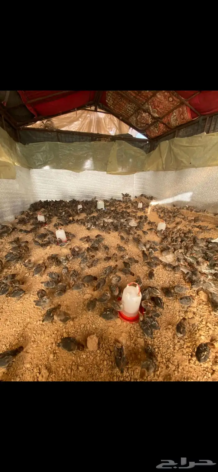 صوص دجاج فيومي 3