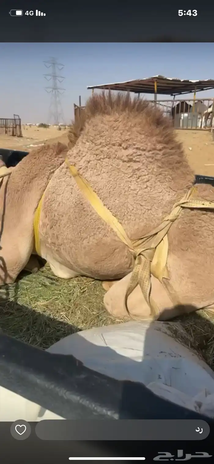 قعود بلدي للبيع 3