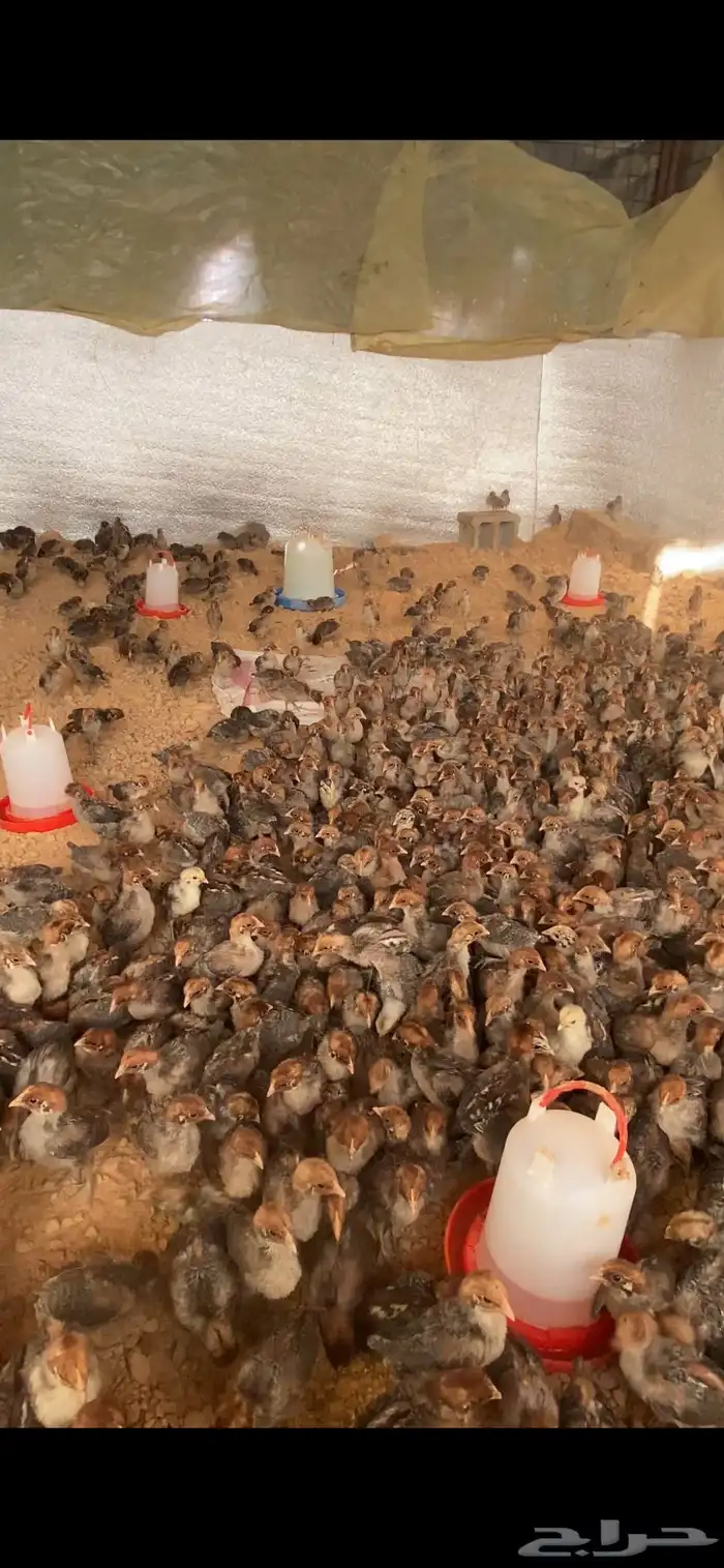 صوص دجاج فيومي 1