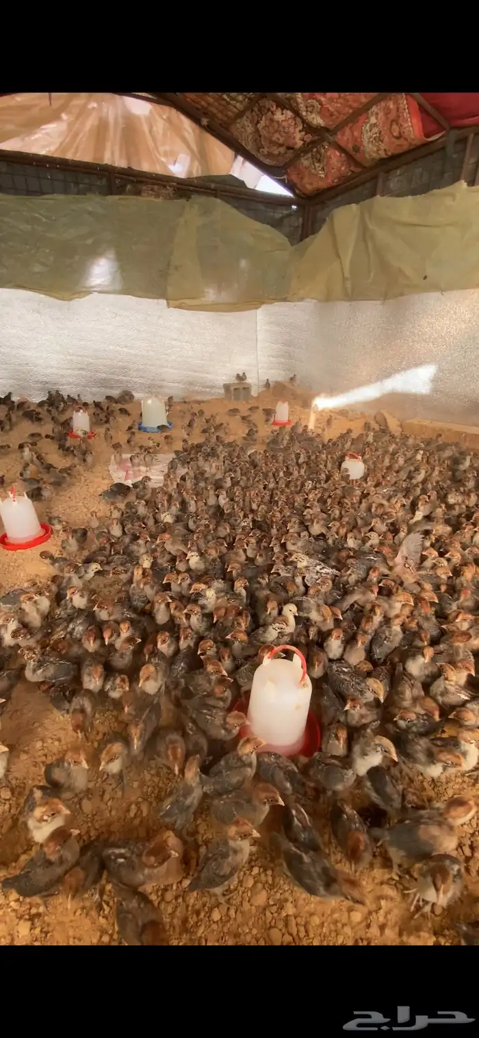 صوص دجاج فيومي 0