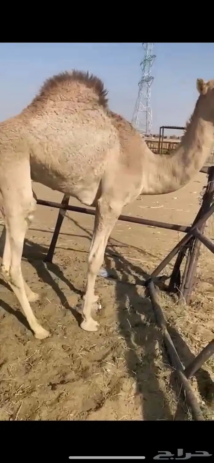 قعود بلدي للبيع 2