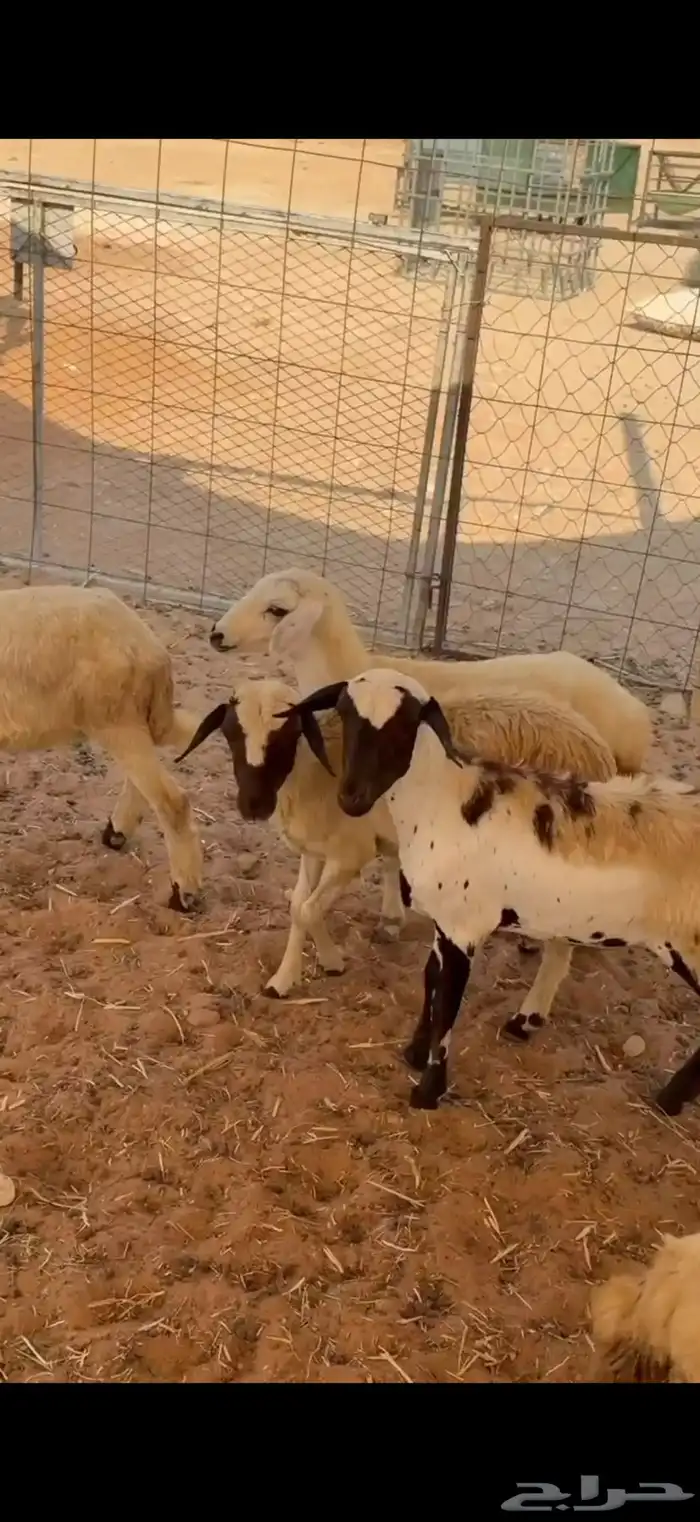 للبيع 5 رخال مهجنة العمر من 4-5شهور تم البيع تم البيع 1