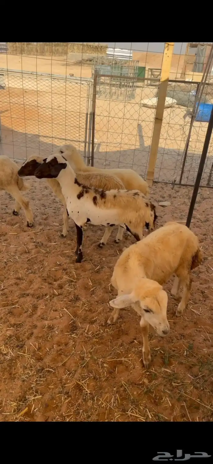 للبيع 5 رخال مهجنة العمر من 4-5شهور تم البيع تم البيع 2
