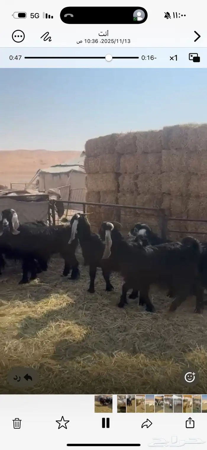 معزا عوارض 3