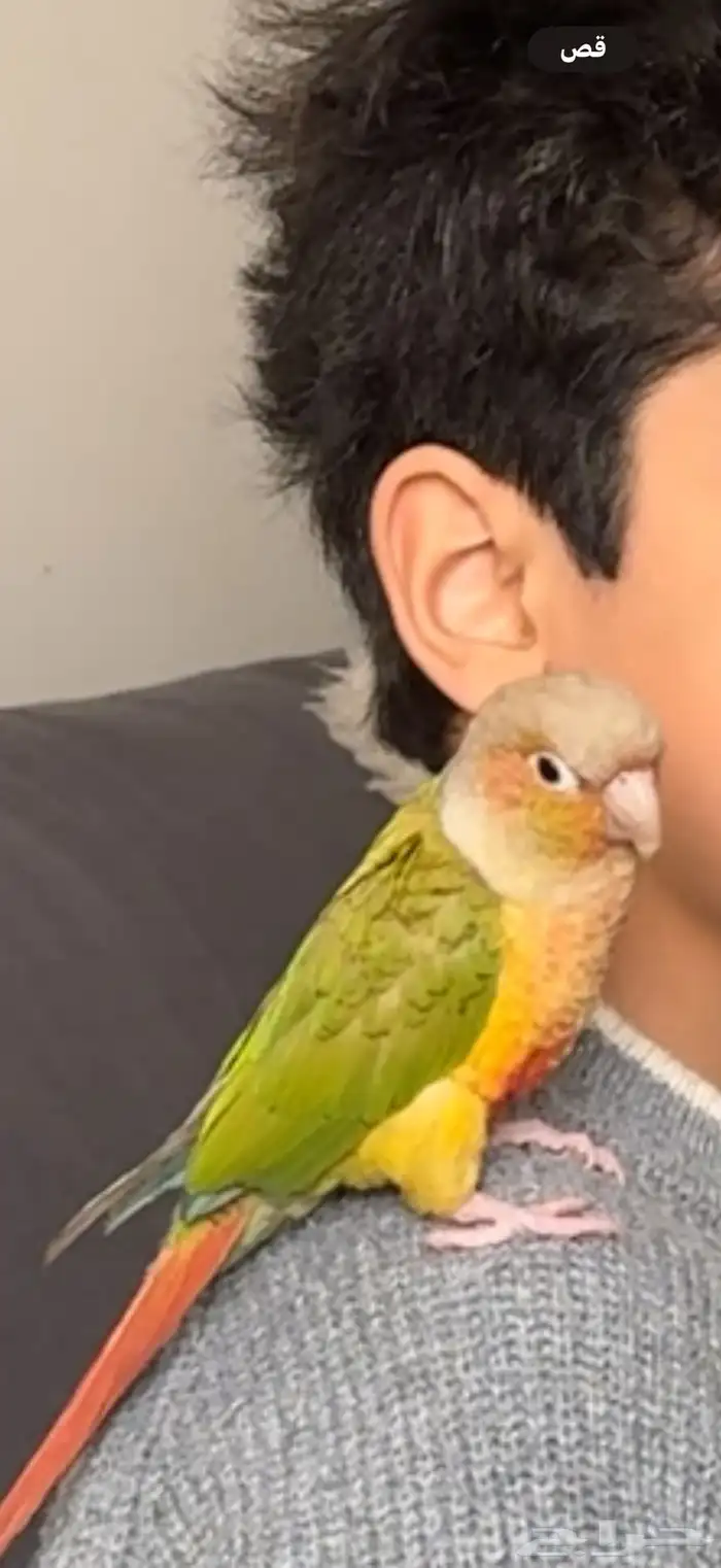 ببغاء مفقود حي الحزم 0