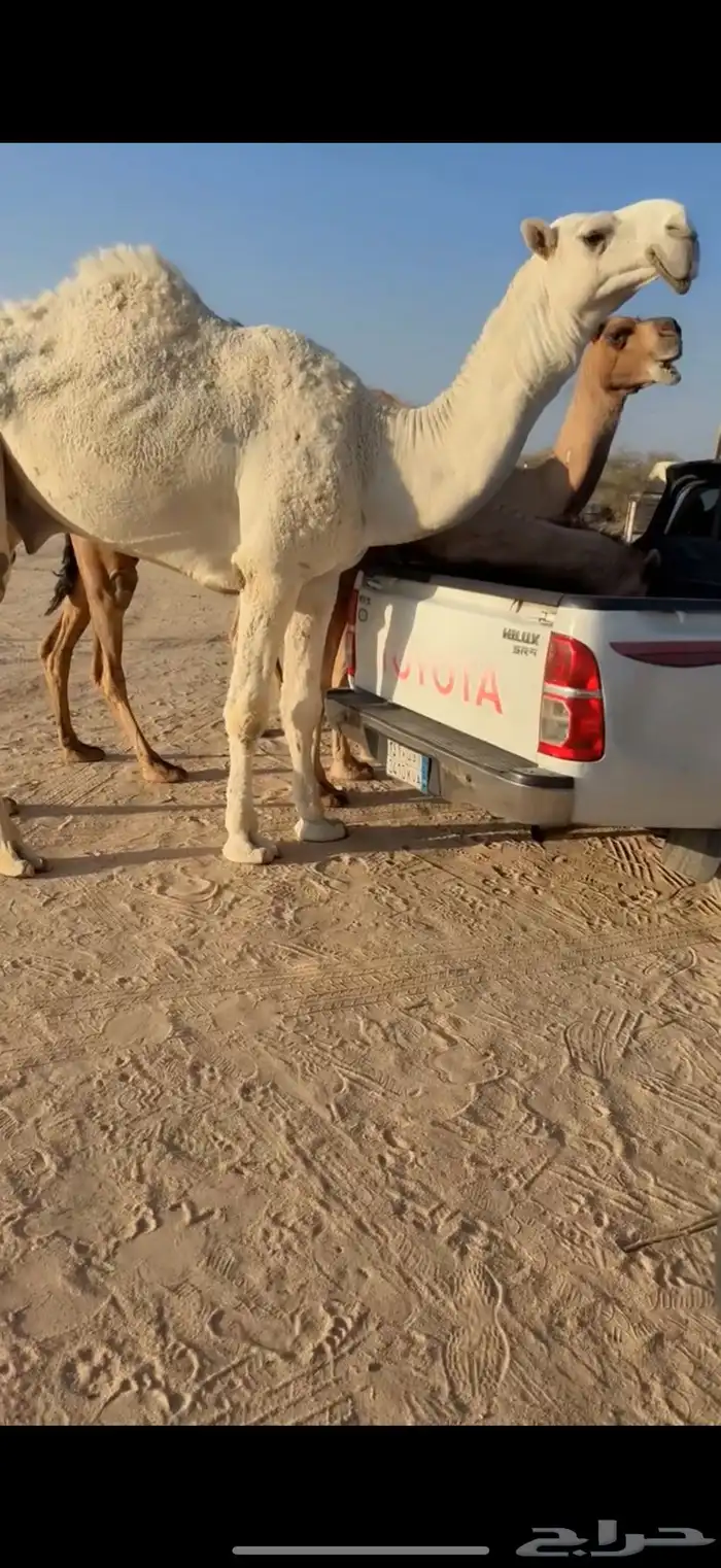 للبيع بعير ثني اوضح 5