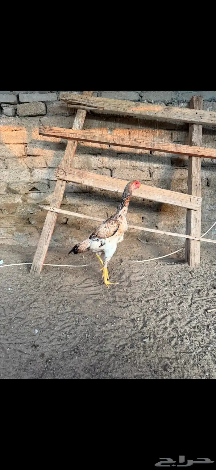 دجاجه شامو يباني 3