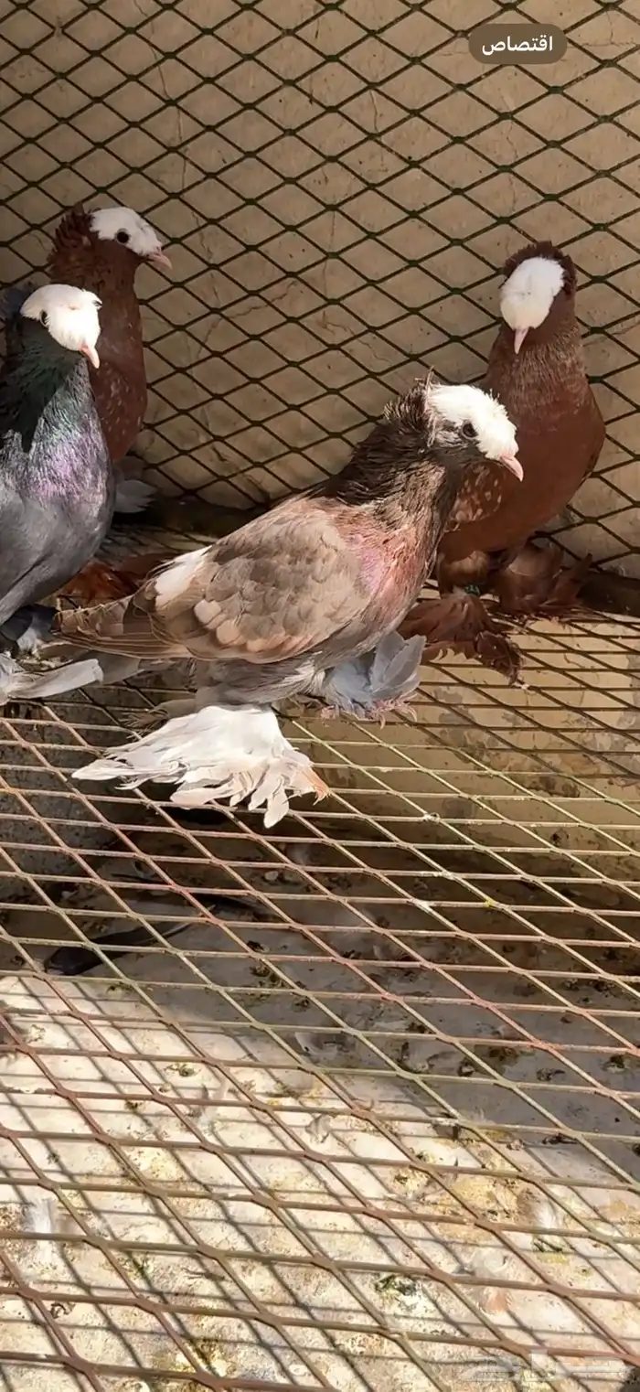 حمام ساكسون 1