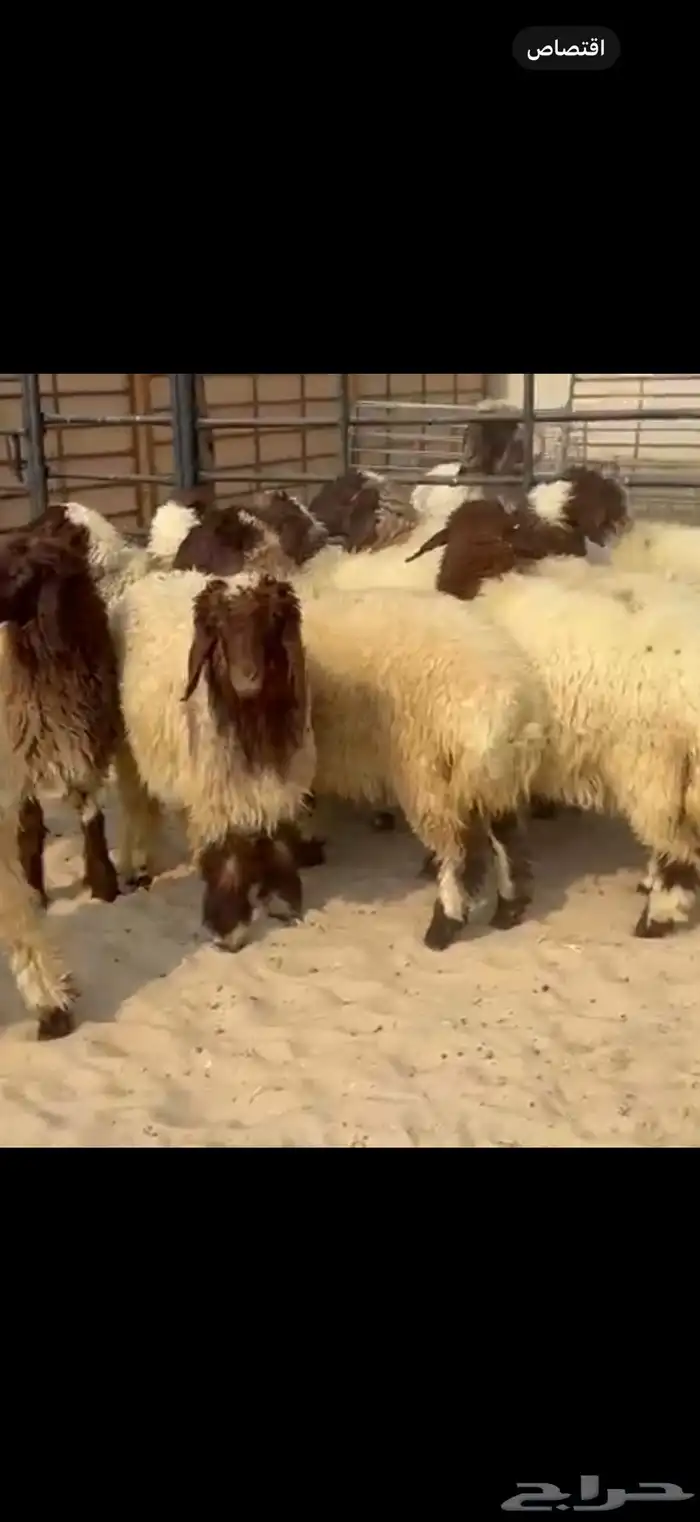 11 جذعه نعيم مقنوي او ذبياح فل الفل اعمارها 6 شهور وفوق 3