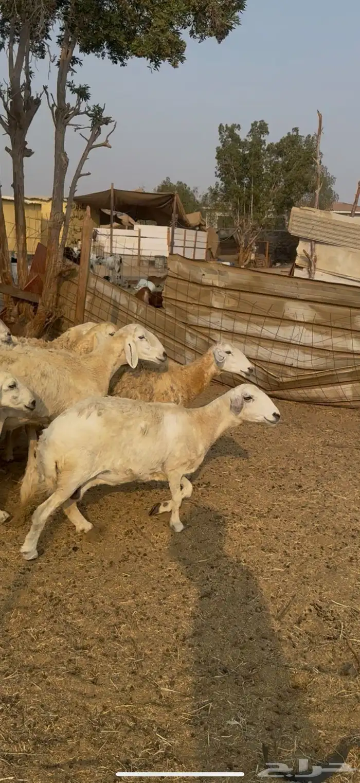 20 ضان حريات مراح واحد بالفحل ولد ودفيع كفوو (( تم البيع )) 2