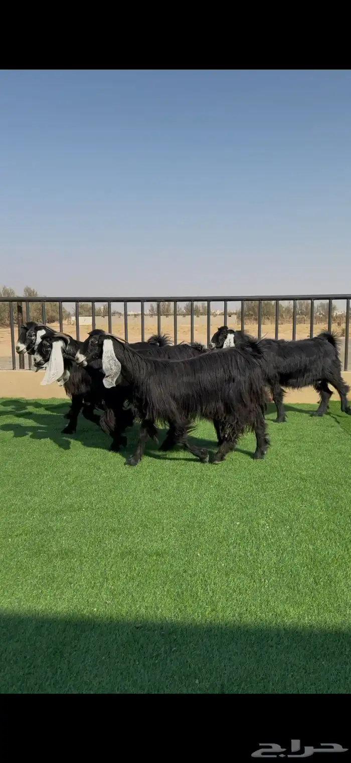 معزا عوارض خصم دفيع وضريع شرط 5