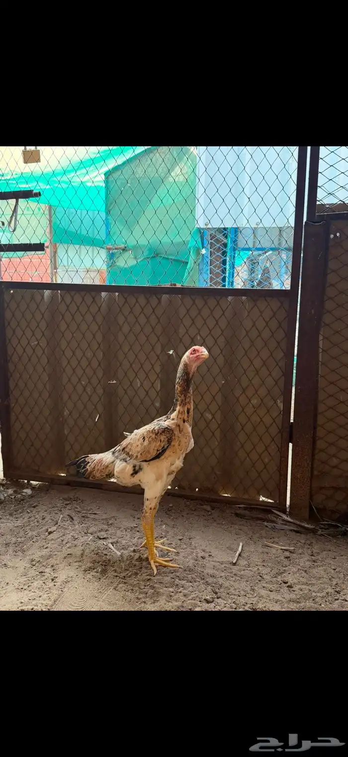 دجاجه شامو يباني 2