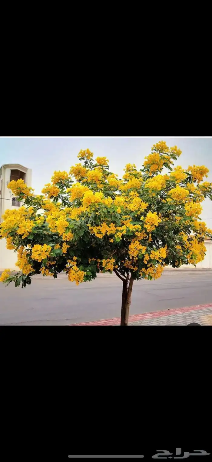 شجره اكاسيا جلوكيا عدد700 شجره ارتفاع متر السعر18 ريال للح 0