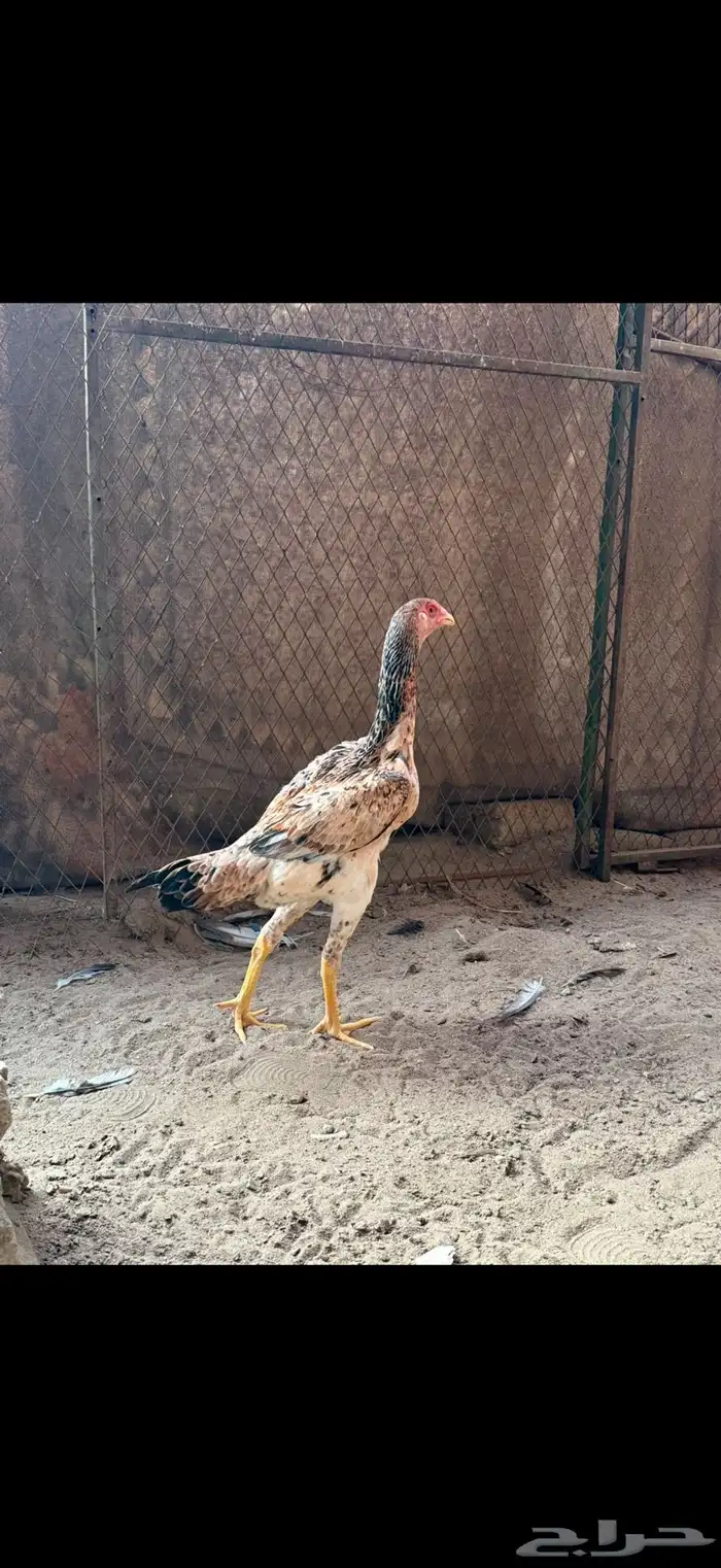 دجاجه شامو يباني 8