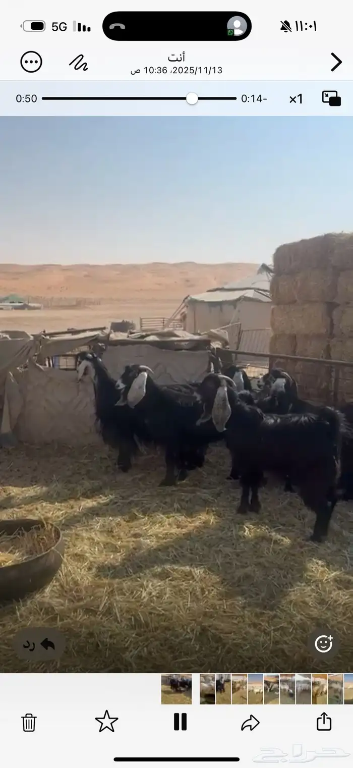 معزا عوارض 1