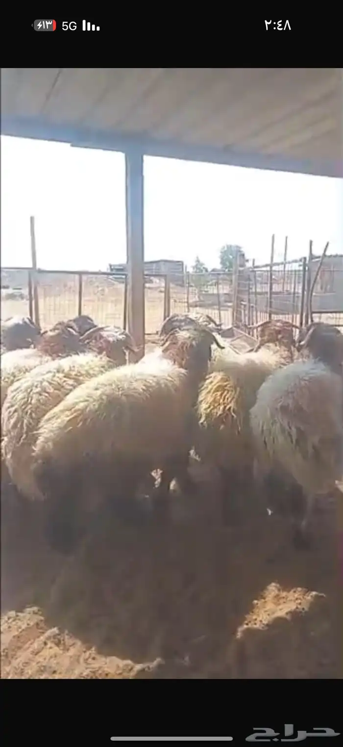 ذبايح حري ونعيم تيوس 9