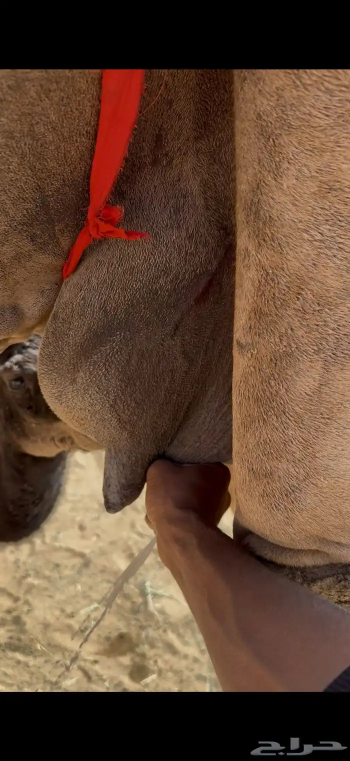 خلفه حمرا كفو توها ناتج تحتها بكره وهديه على الشرط 2