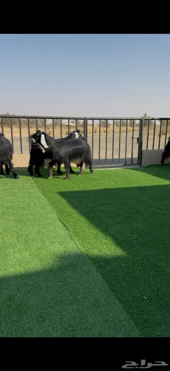 معزا عوارض خصم دفيع وضريع شرط 1