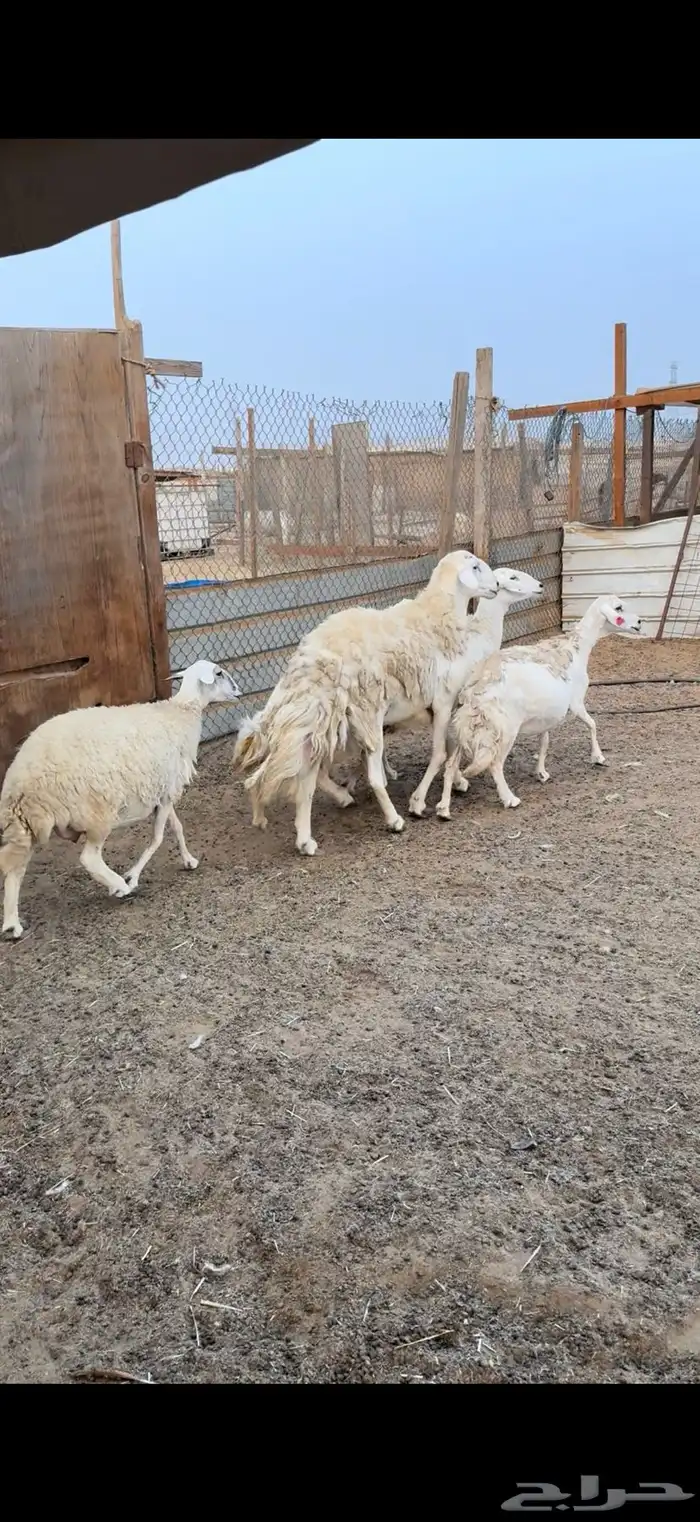 غنم حريات حصيب ب اذن الله 1