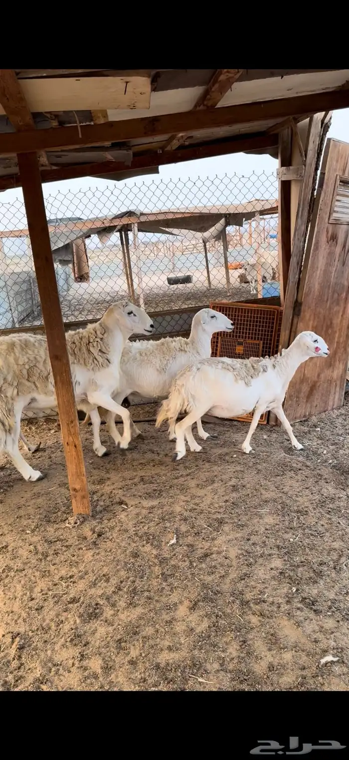 غنم حريات حصيب ب اذن الله 0