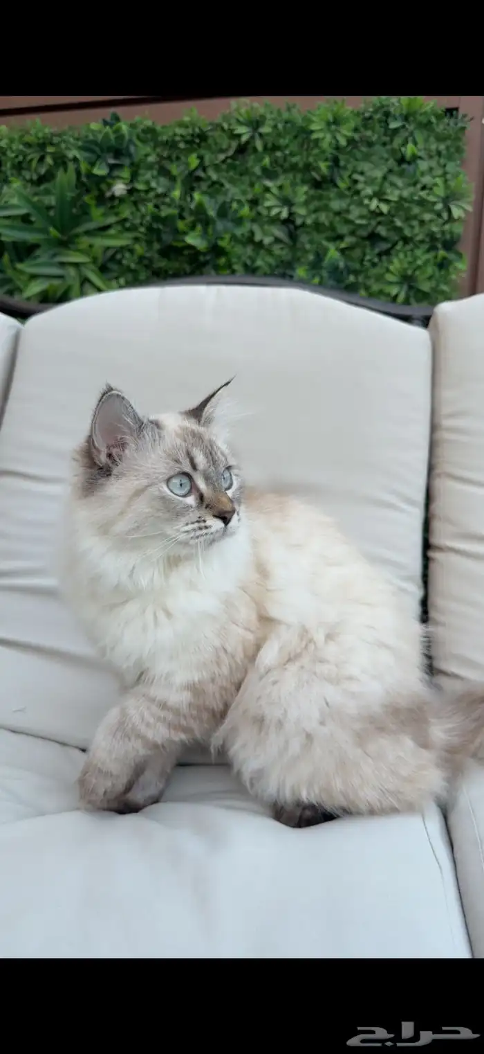 قطة نيفا ماسكوريد للتزاوج 1