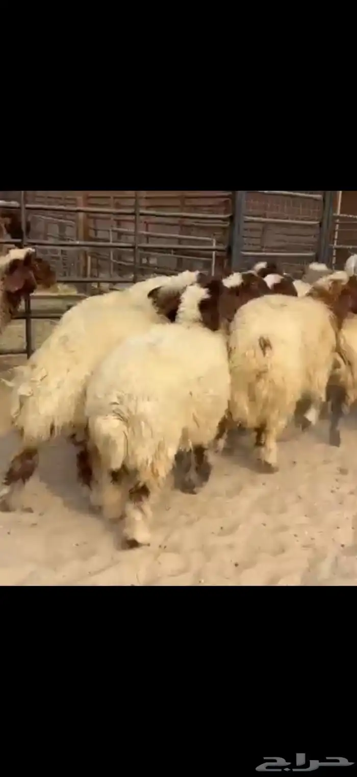 11 جذعه نعيم مقنوي او ذبياح فل الفل اعمارها 6 شهور وفوق 0